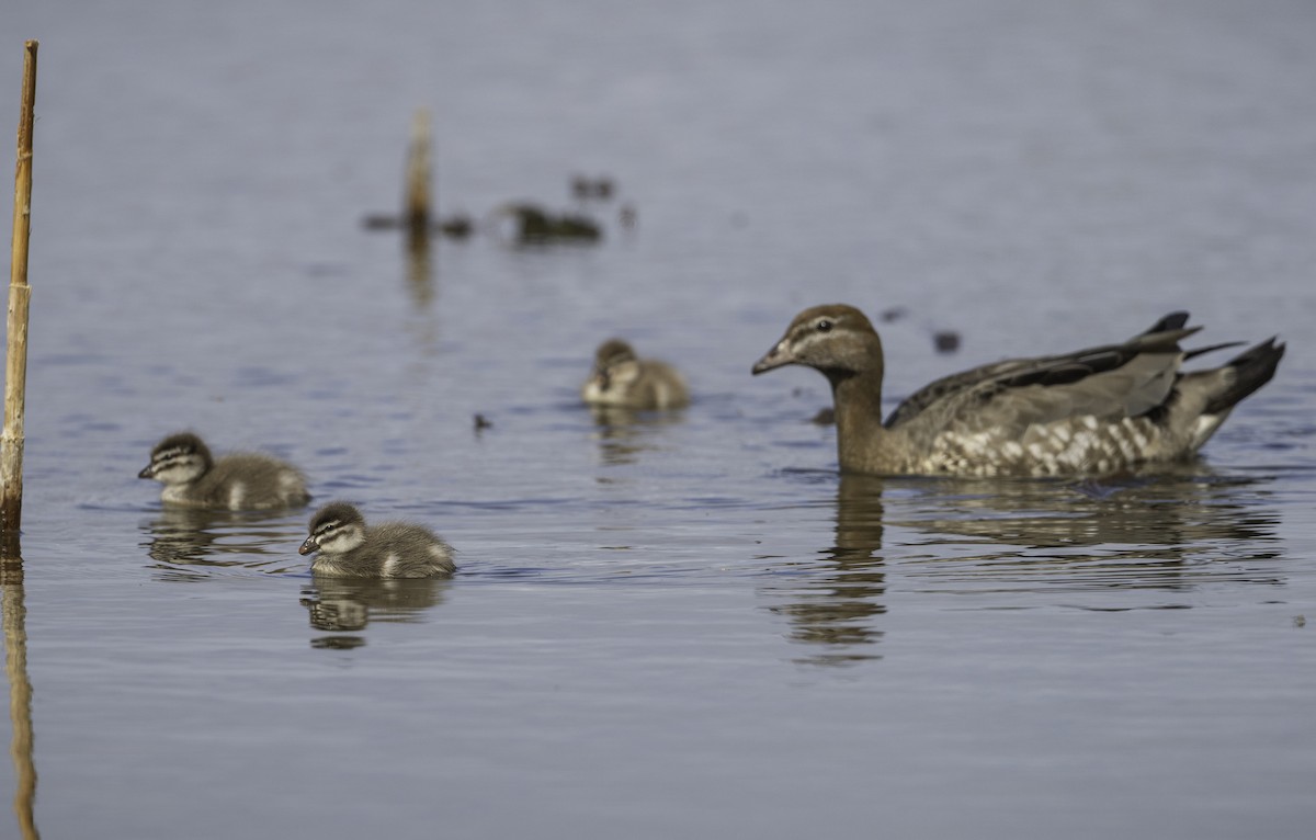 Maned Duck - ML642208147