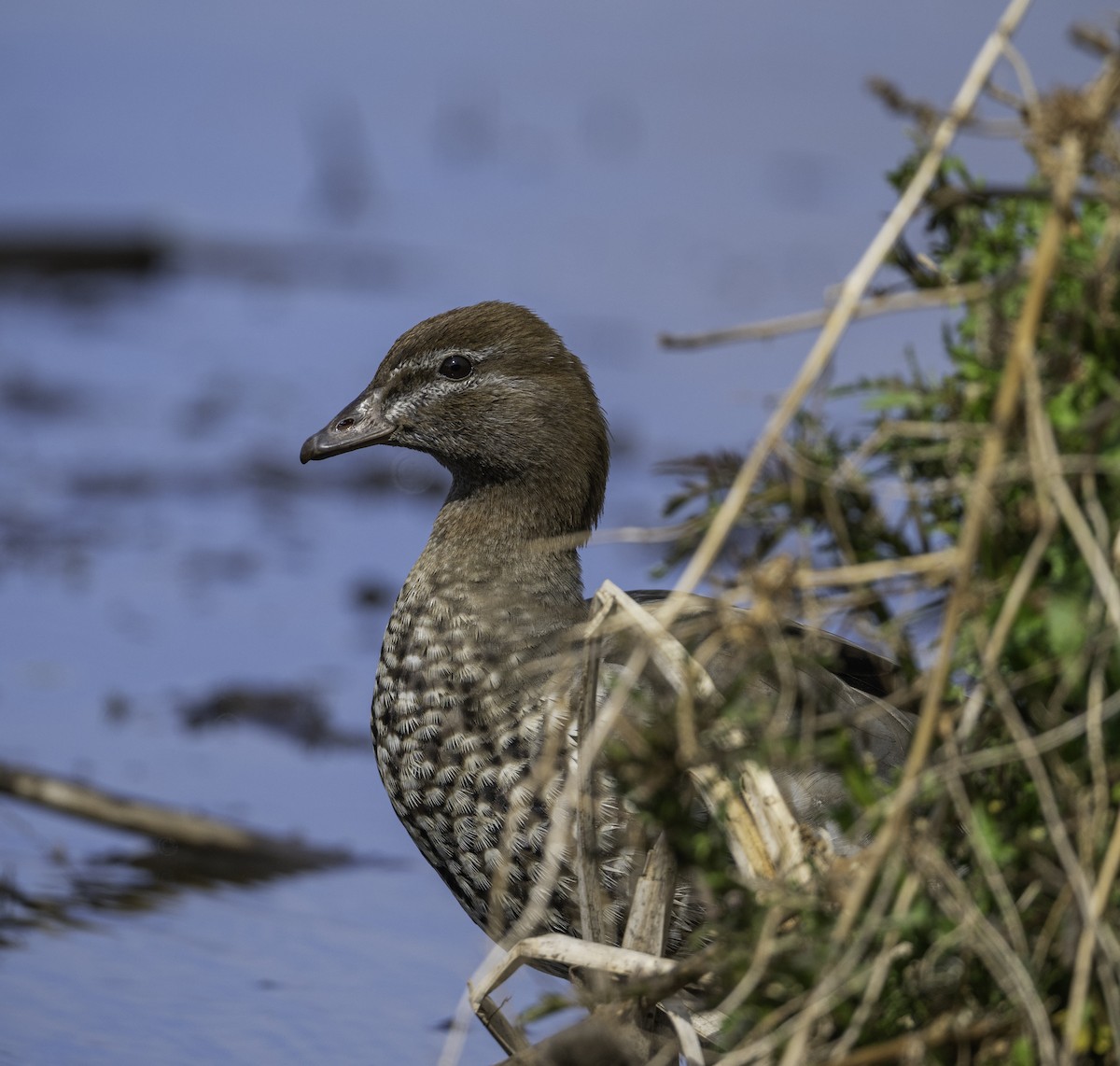 Maned Duck - ML642208148