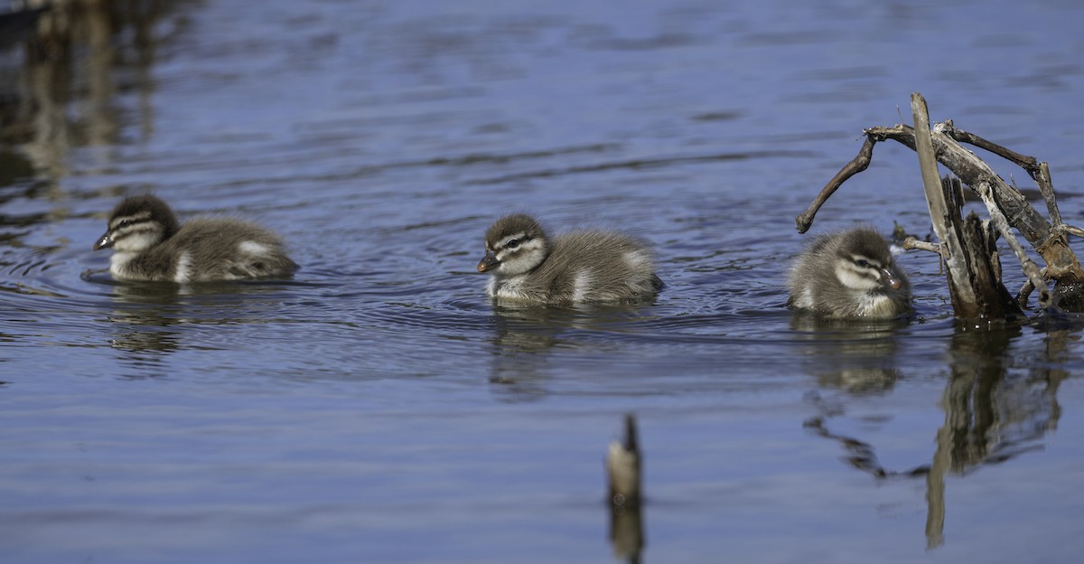 Maned Duck - ML642208149
