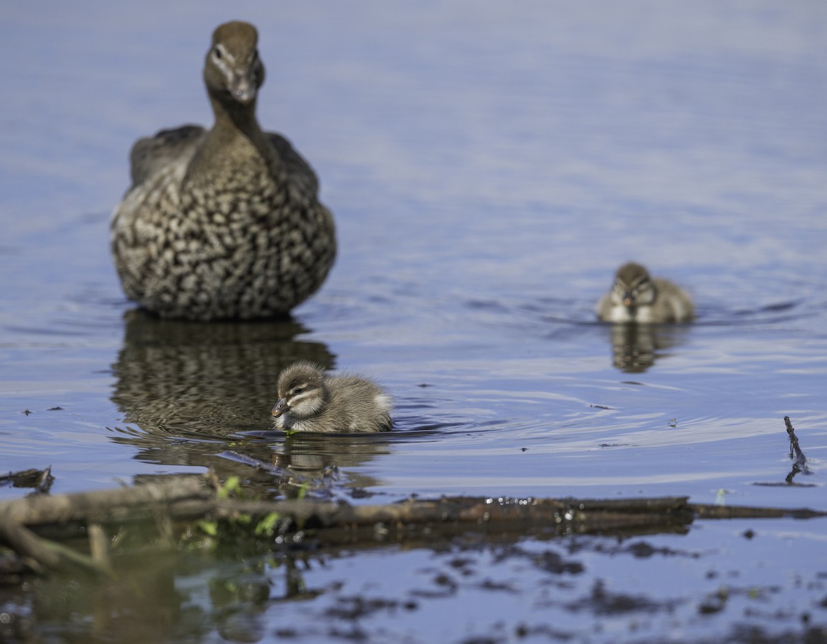 Maned Duck - ML642208150