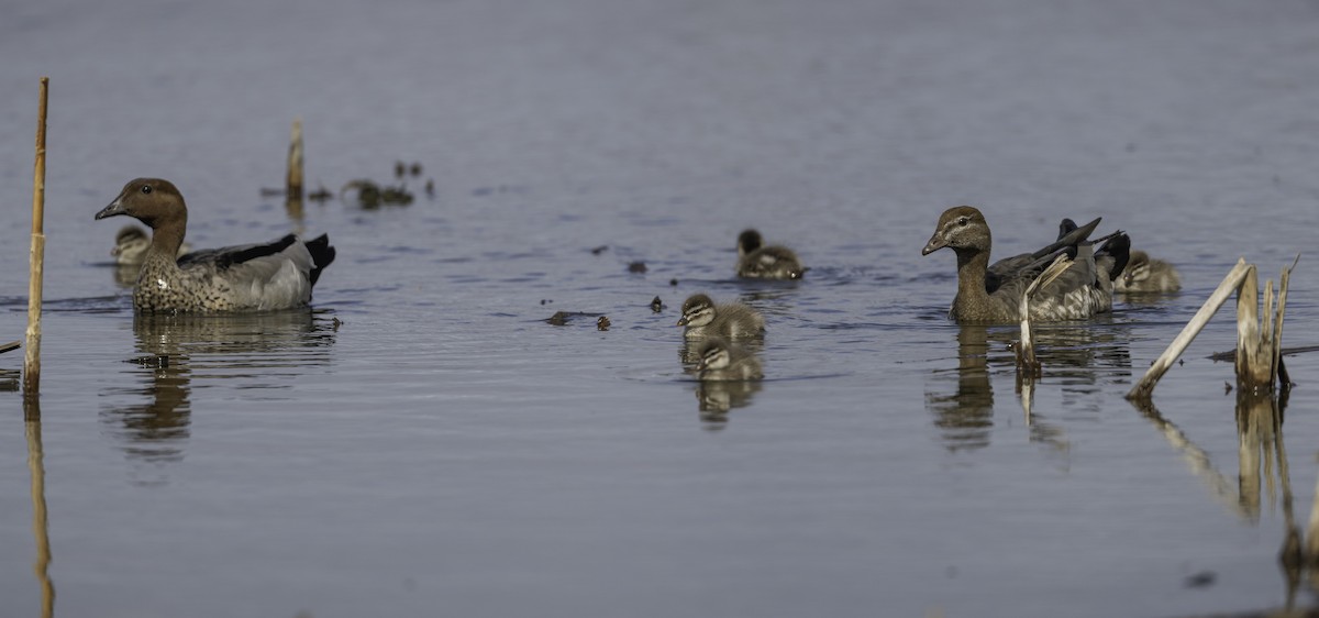 Maned Duck - ML642208151