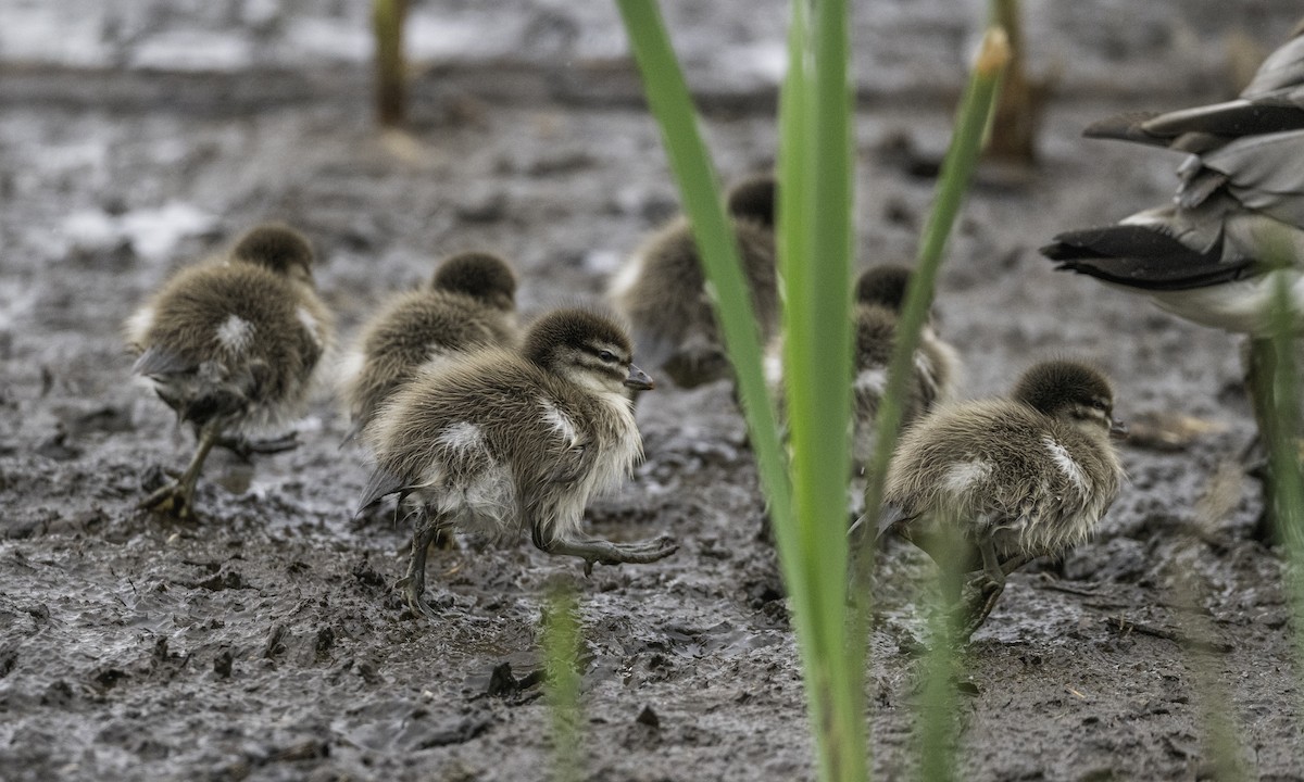 Maned Duck - ML642208152