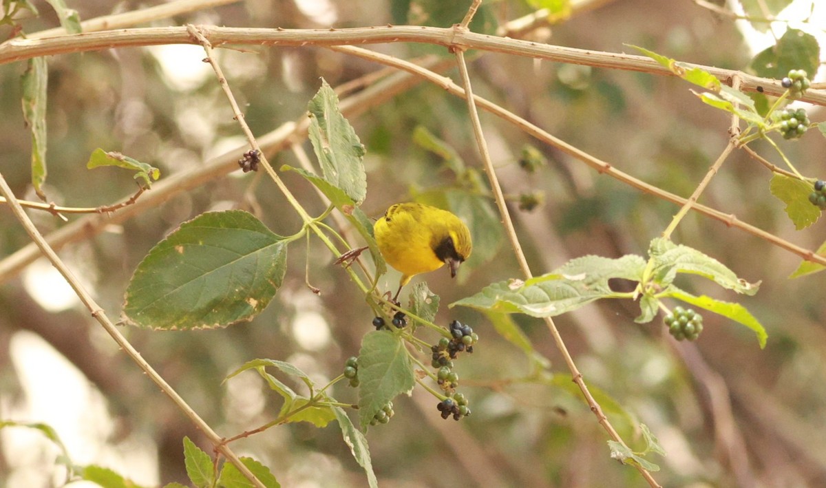 African Citril - ML642208153