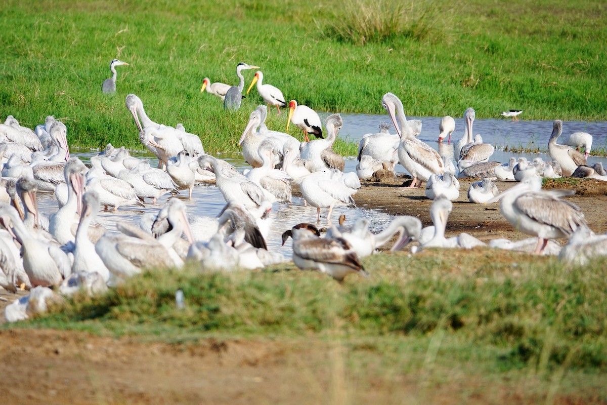 Pink-backed Pelican - ML642208154