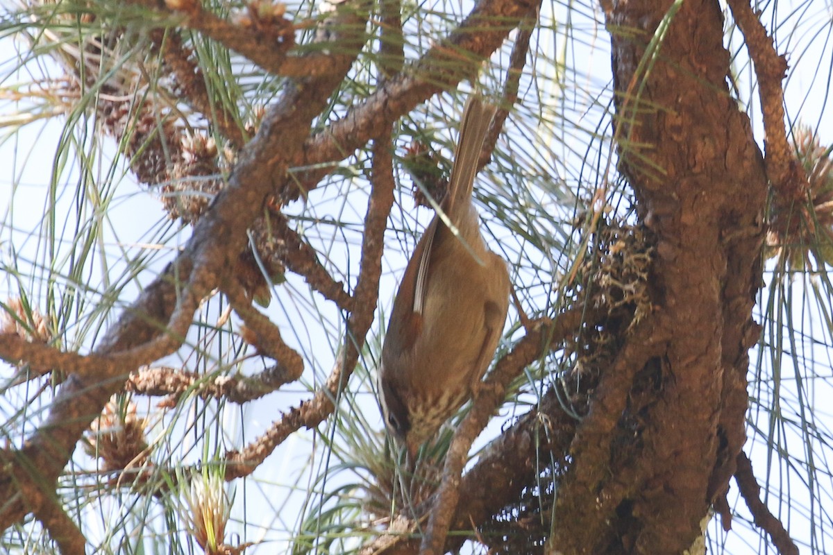 White-browed Fulvetta - ML642208156