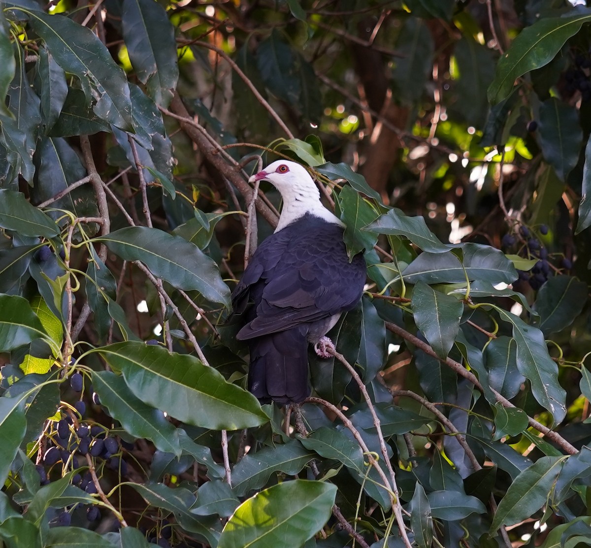 White-headed Pigeon - ML642208157