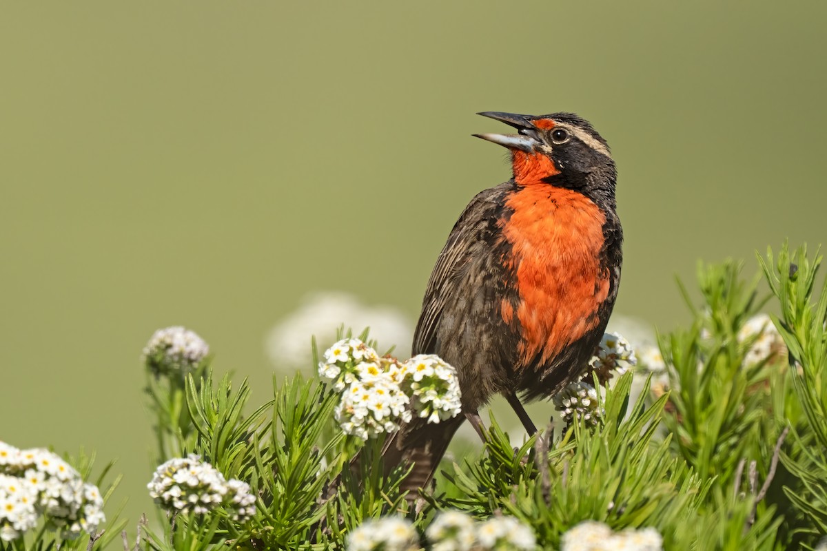 Long-tailed Meadowlark - ML642208158