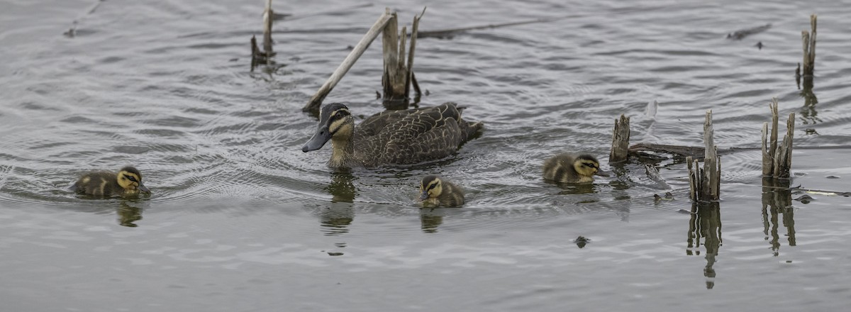 Pacific Black Duck - ML642208159