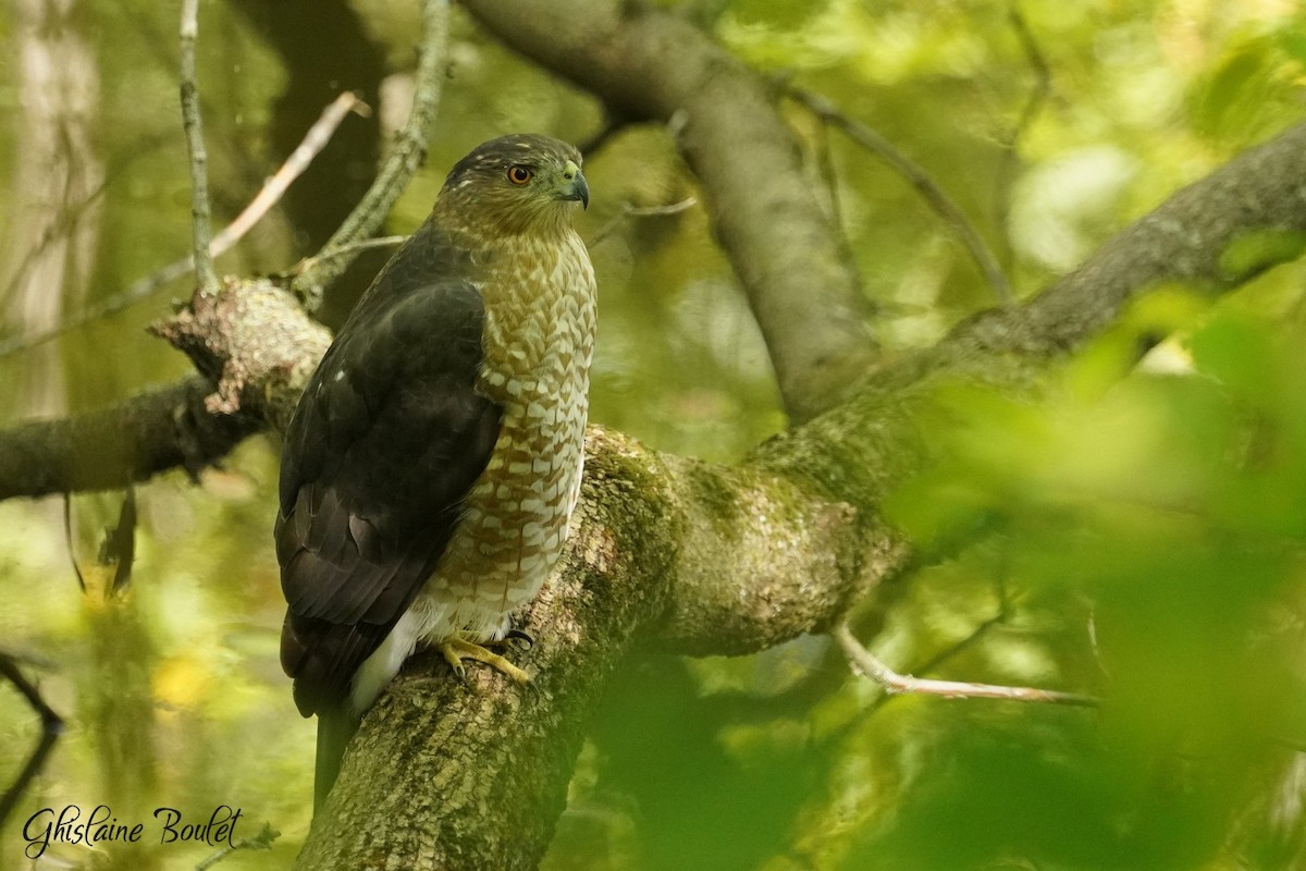 Cooper's Hawk - ML642208167