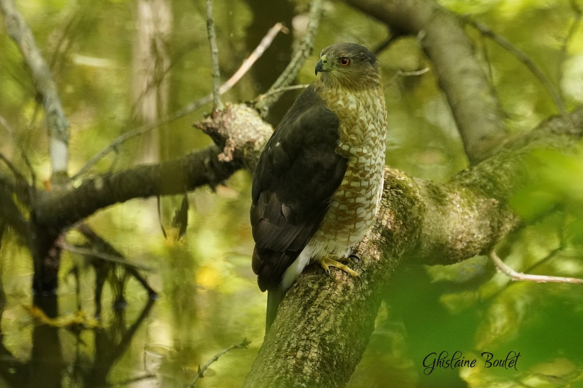 Cooper's Hawk - ML642208168