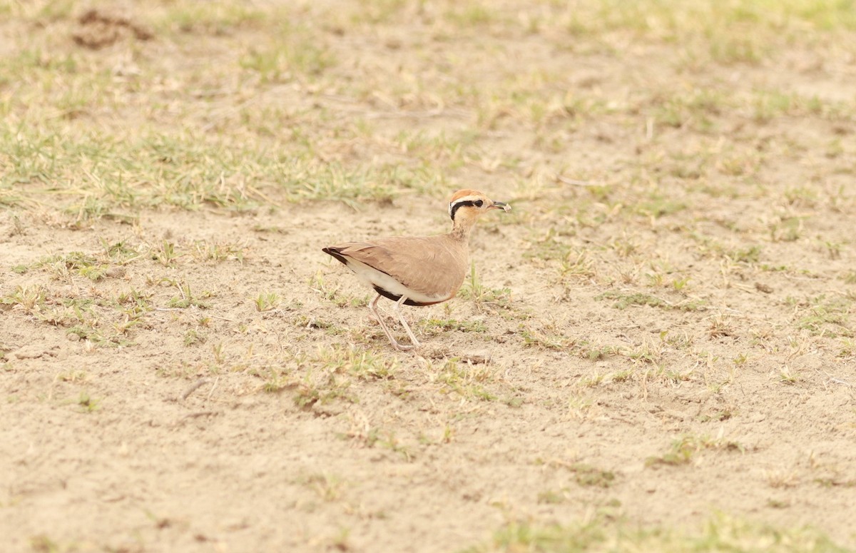 Temminckrennvogel - ML642208177