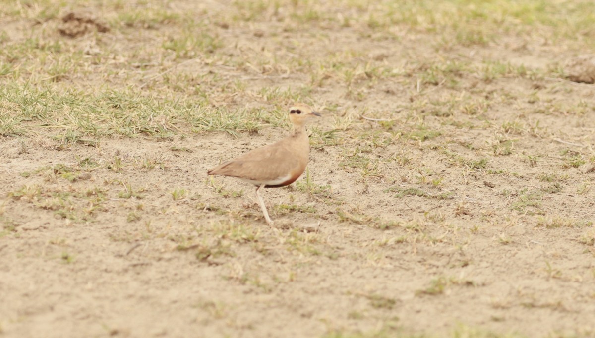 Temminckrennvogel - ML642208183