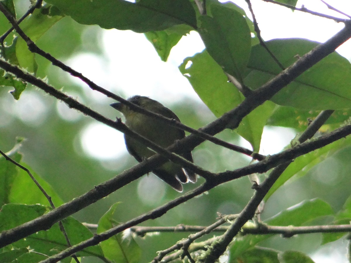 Stub-tailed Spadebill - Ariel  Salinas