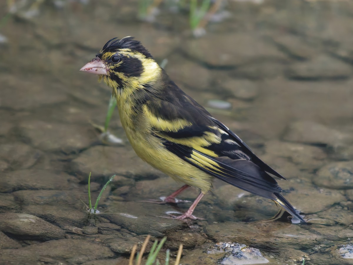 Yellow-breasted Greenfinch - ML642208222