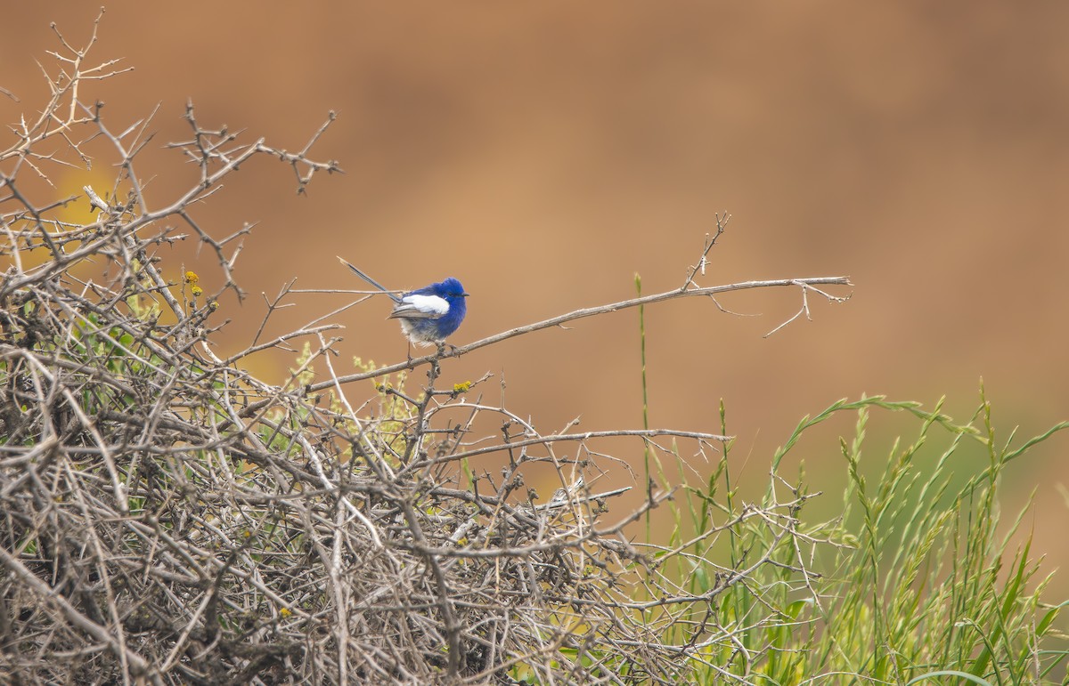 White-winged Fairywren - ML642208247