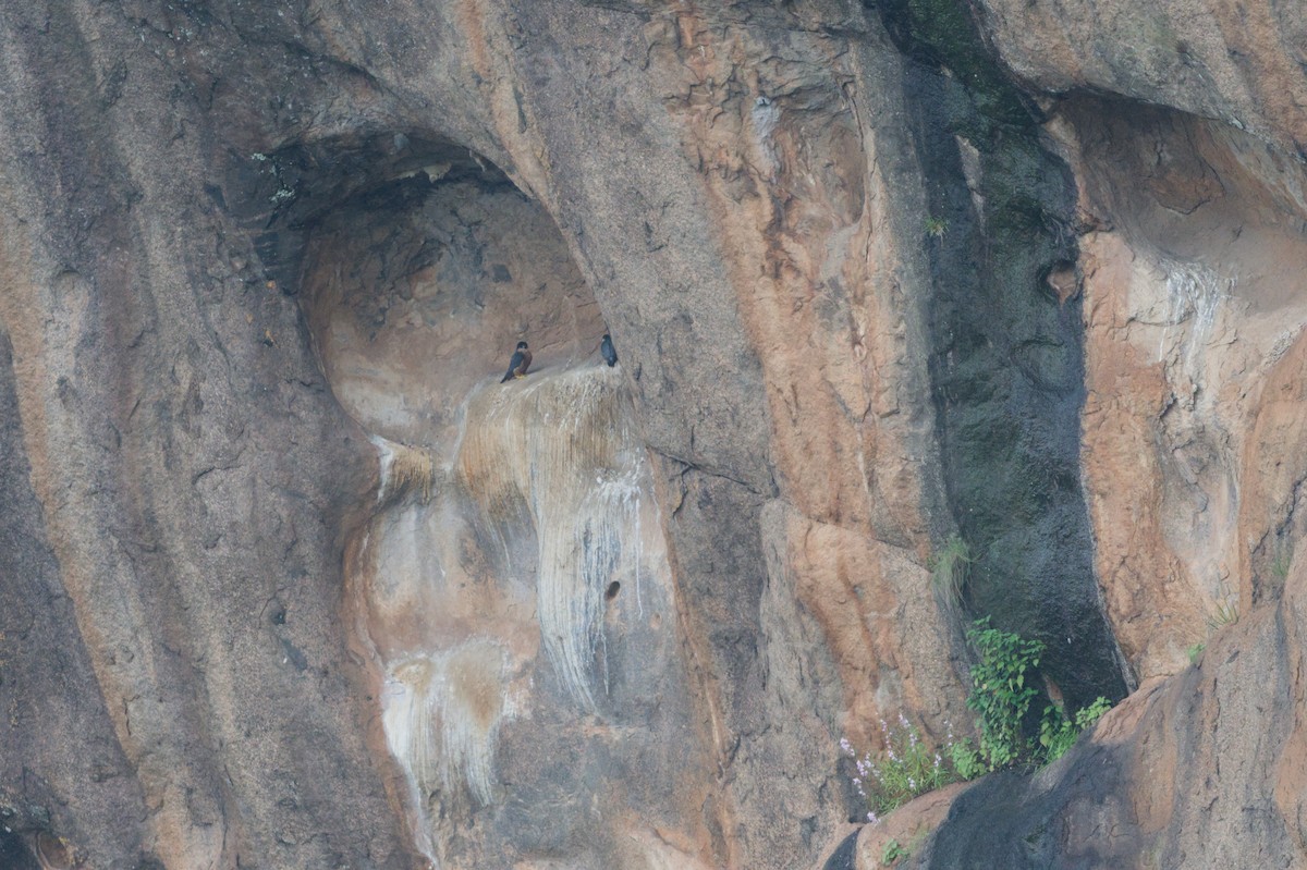 Peregrine Falcon (Shaheen) - ML642208260