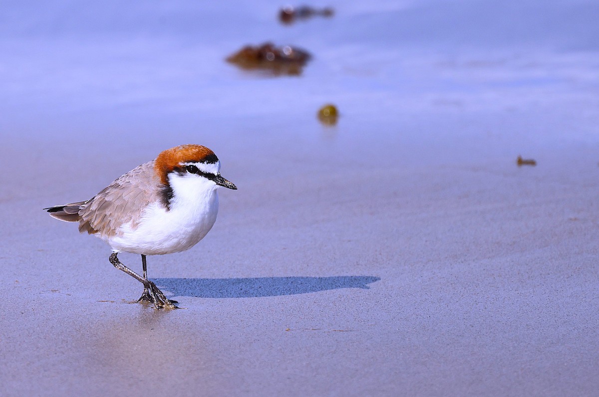 Red-capped Plover - GEOFFREY SHINKFIELD