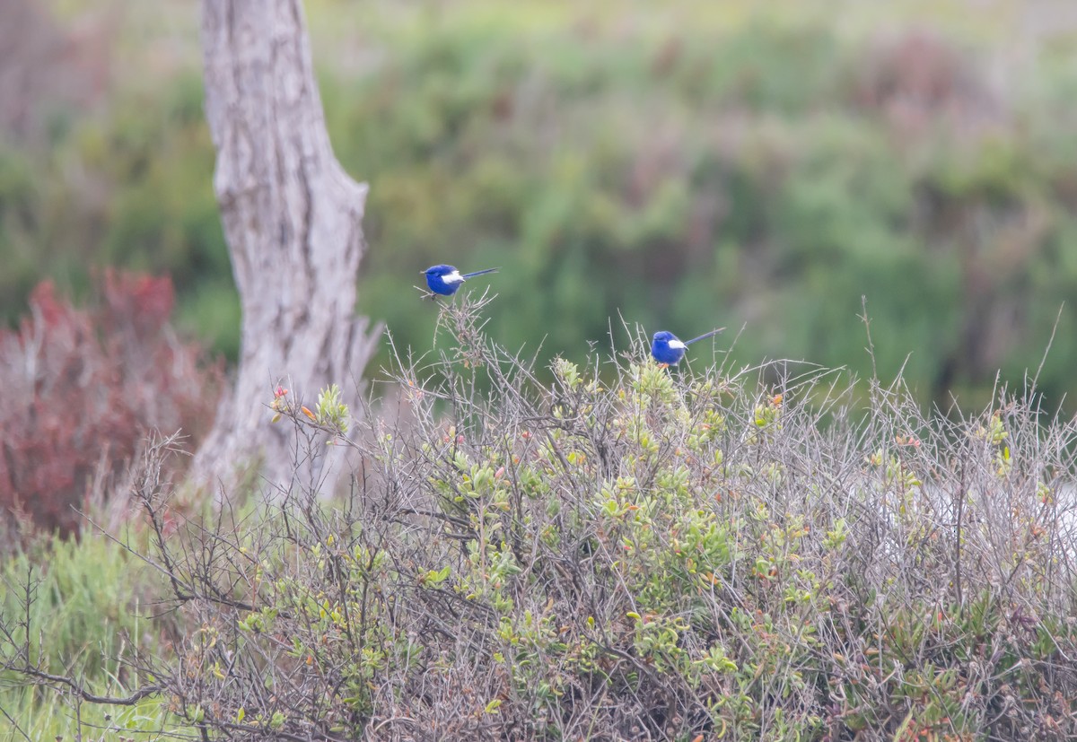 White-winged Fairywren - ML642208268