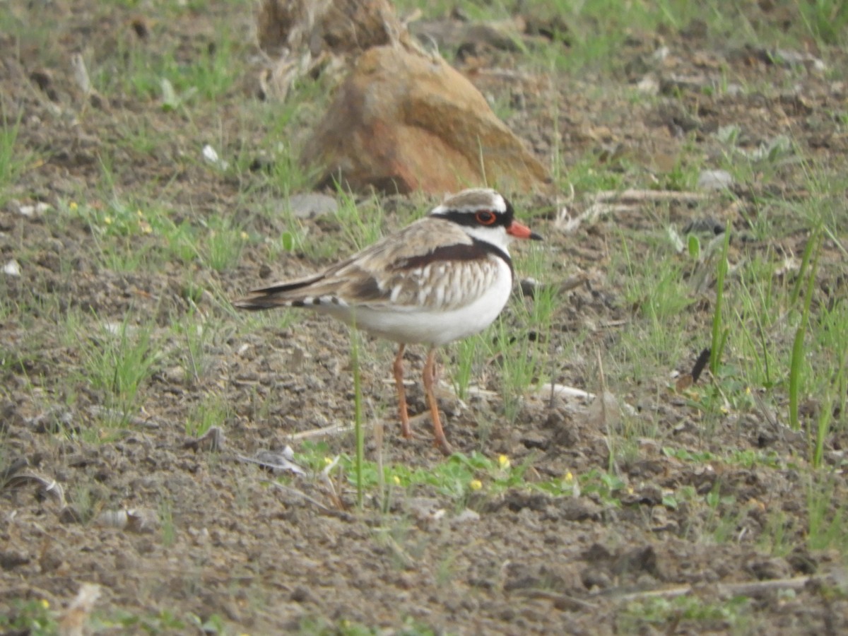 Black-fronted Dotterel - ML642208274
