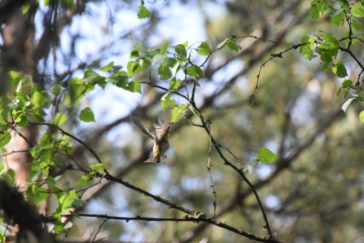 Wood Warbler - ML642208287