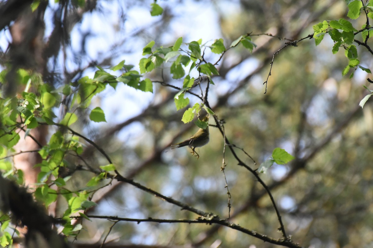 Wood Warbler - ML642208288
