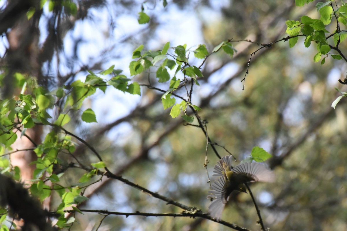 Wood Warbler - ML642208289