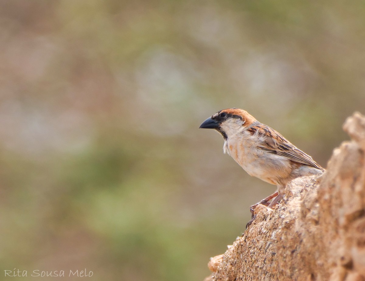 Cape Verde Sparrow - ML642208294