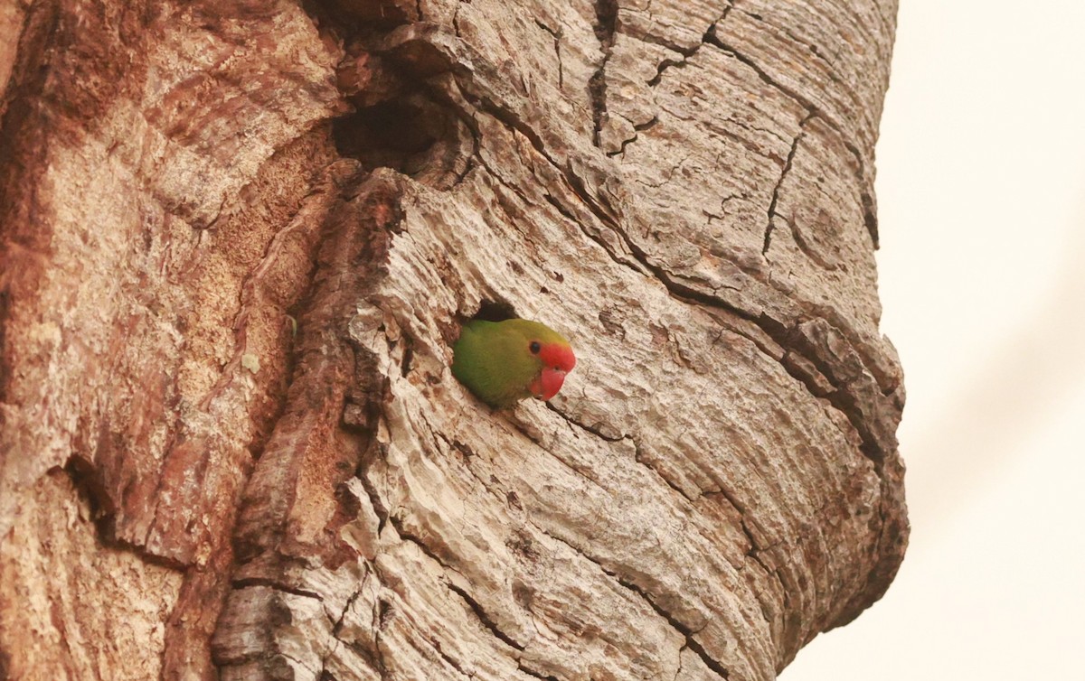 Black-winged Lovebird - ML642208303