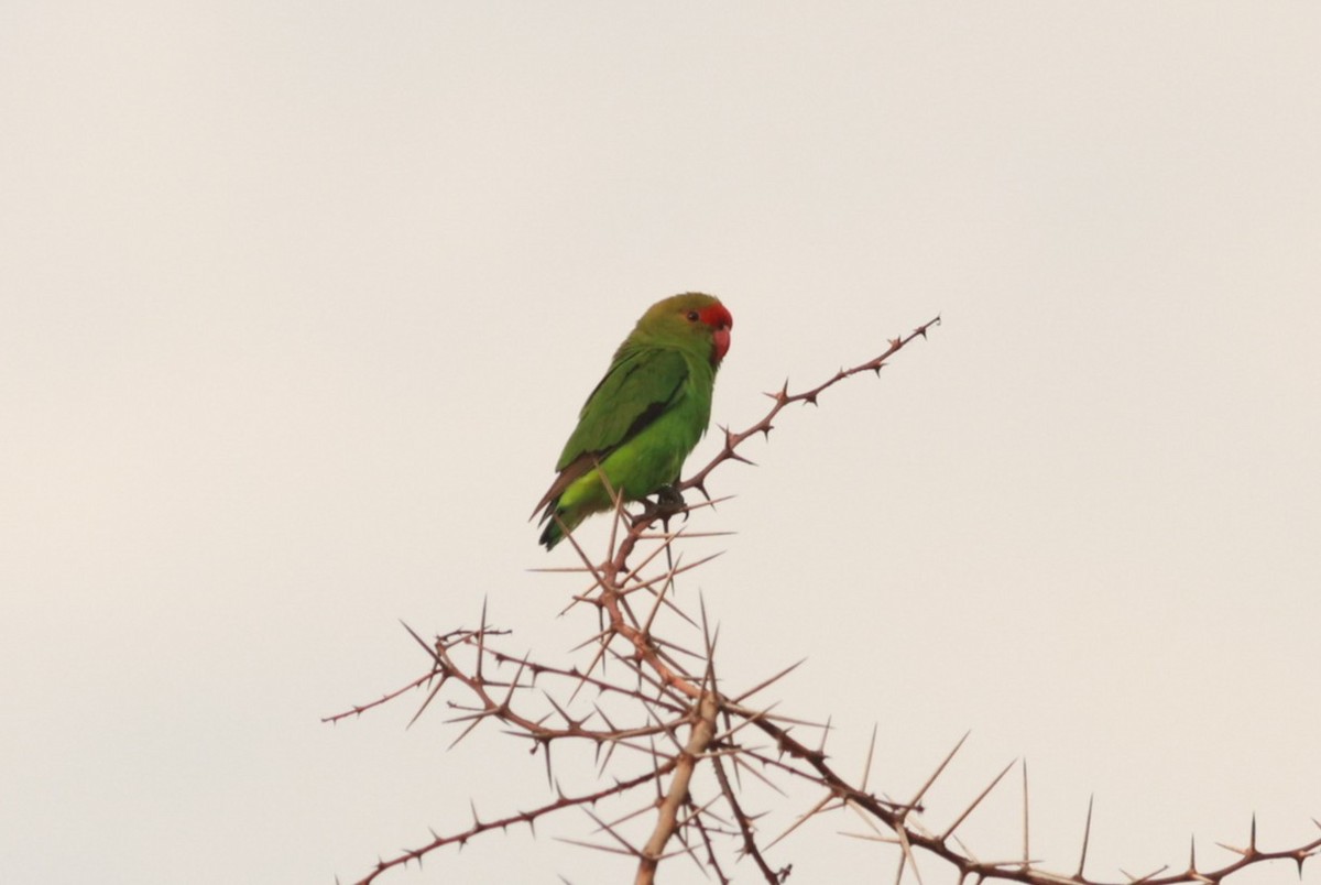 Black-winged Lovebird - ML642208307