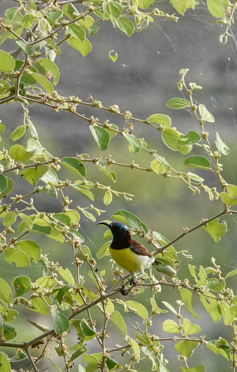 Purple-rumped Sunbird - ML642208308