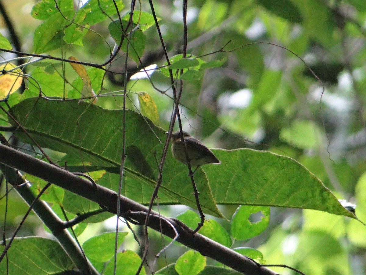 Stub-tailed Spadebill - Ariel  Salinas