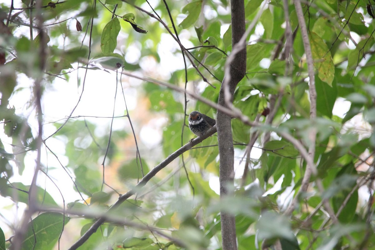 Australian Rufous Fantail - ML642208321