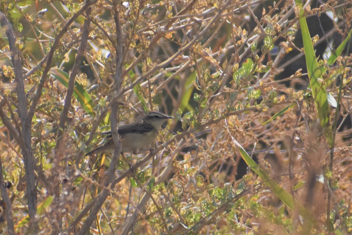 Sedge Warbler - ML642208335