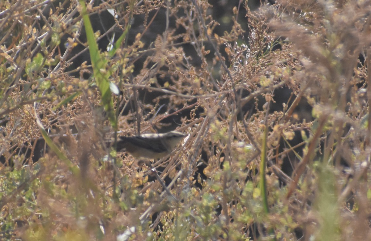 Sedge Warbler - ML642208338
