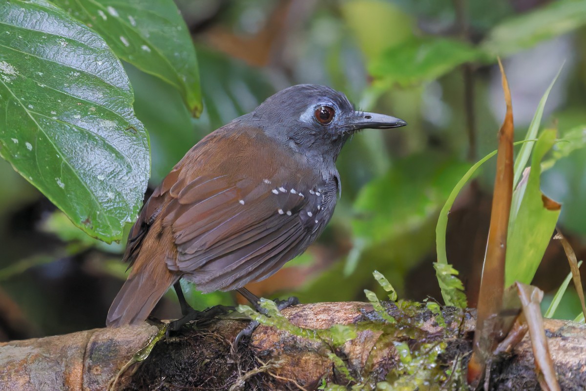 Chestnut-backed Antbird - ML642208346