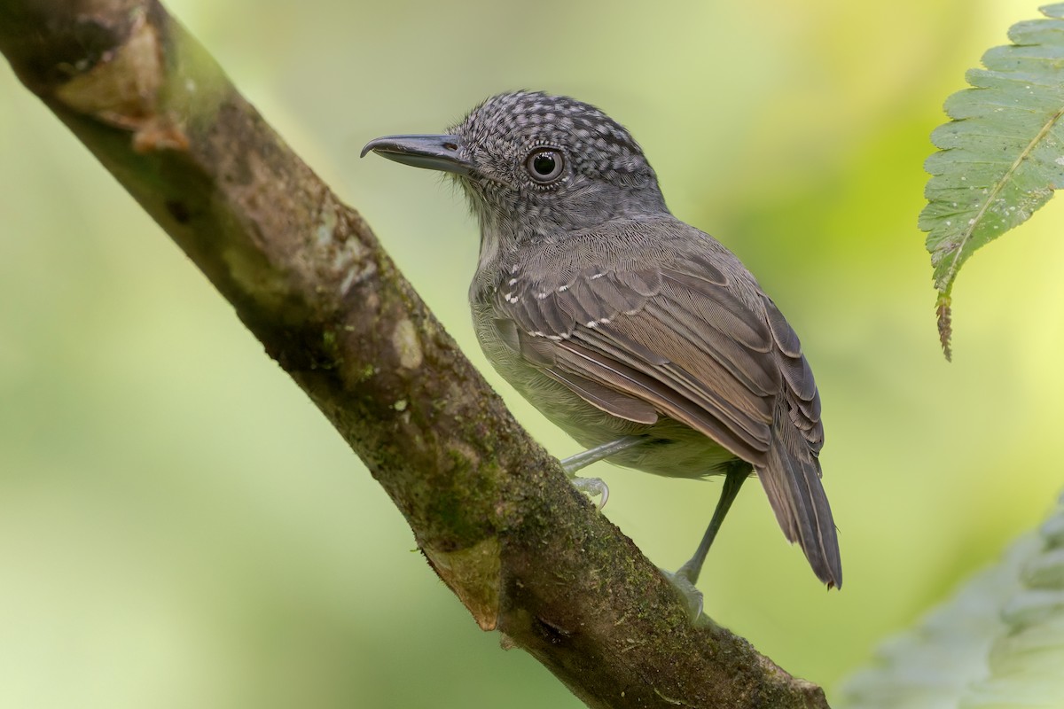 Spot-crowned Antvireo - ML642208371