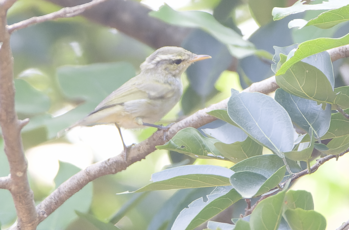 Western Crowned Warbler - ML642208373