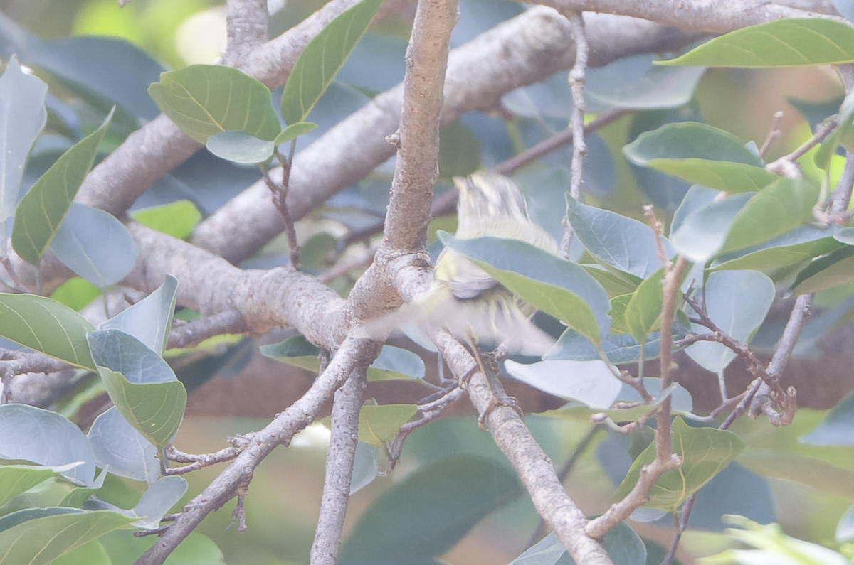 Western Crowned Warbler - ML642208374
