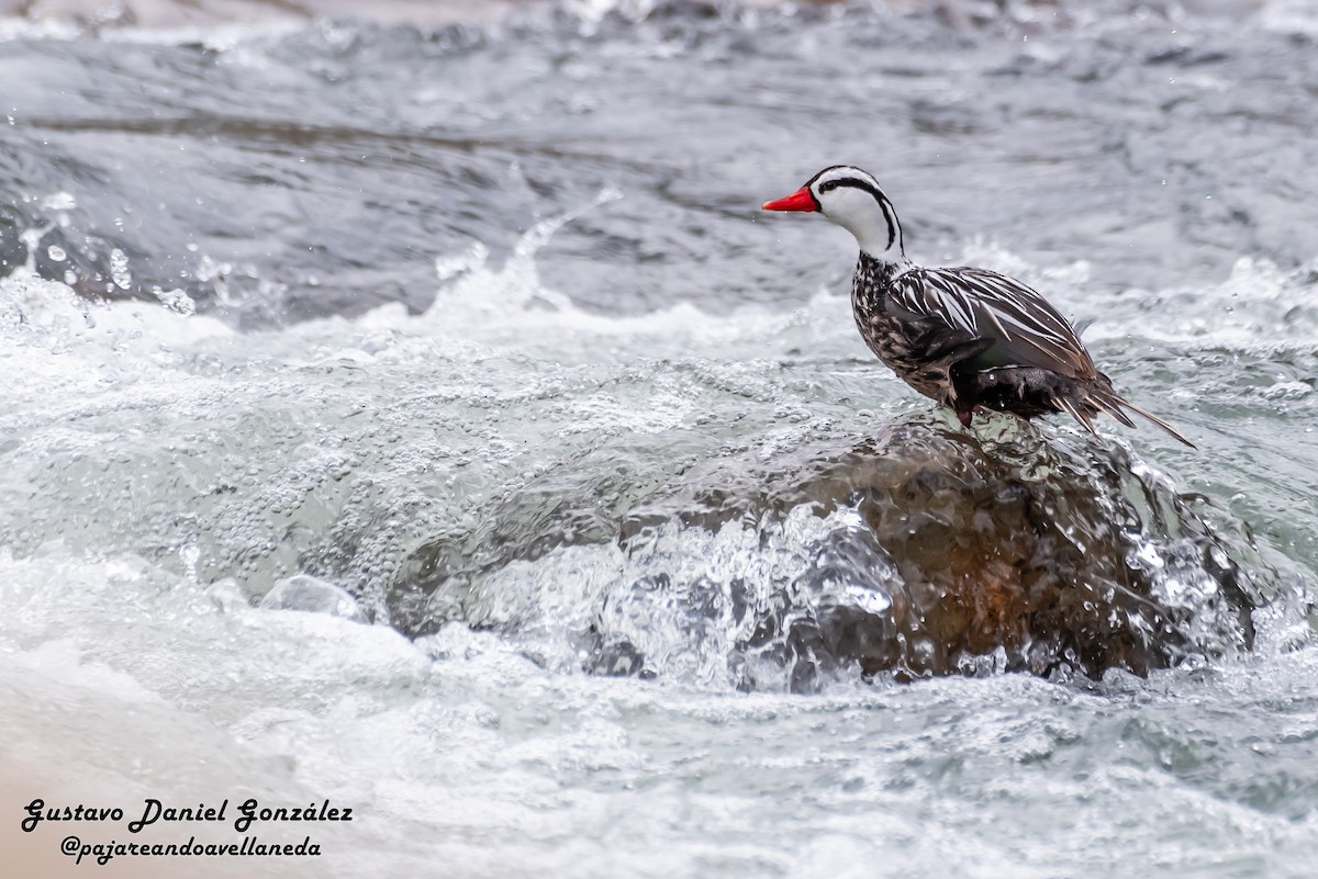 Torrent Duck - ML642208400