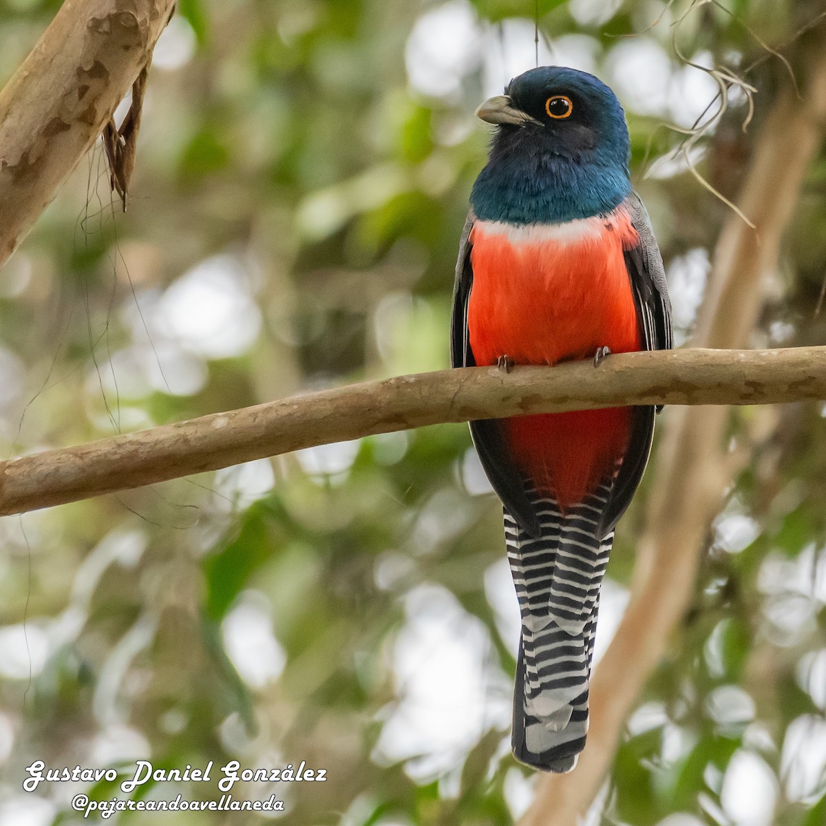 Blue-crowned Trogon - ML642208408