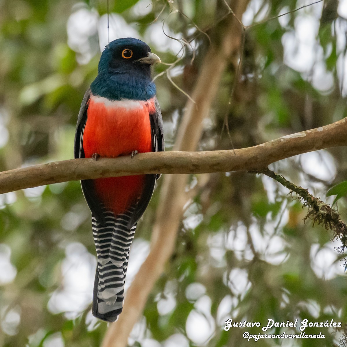 Blue-crowned Trogon - ML642208410