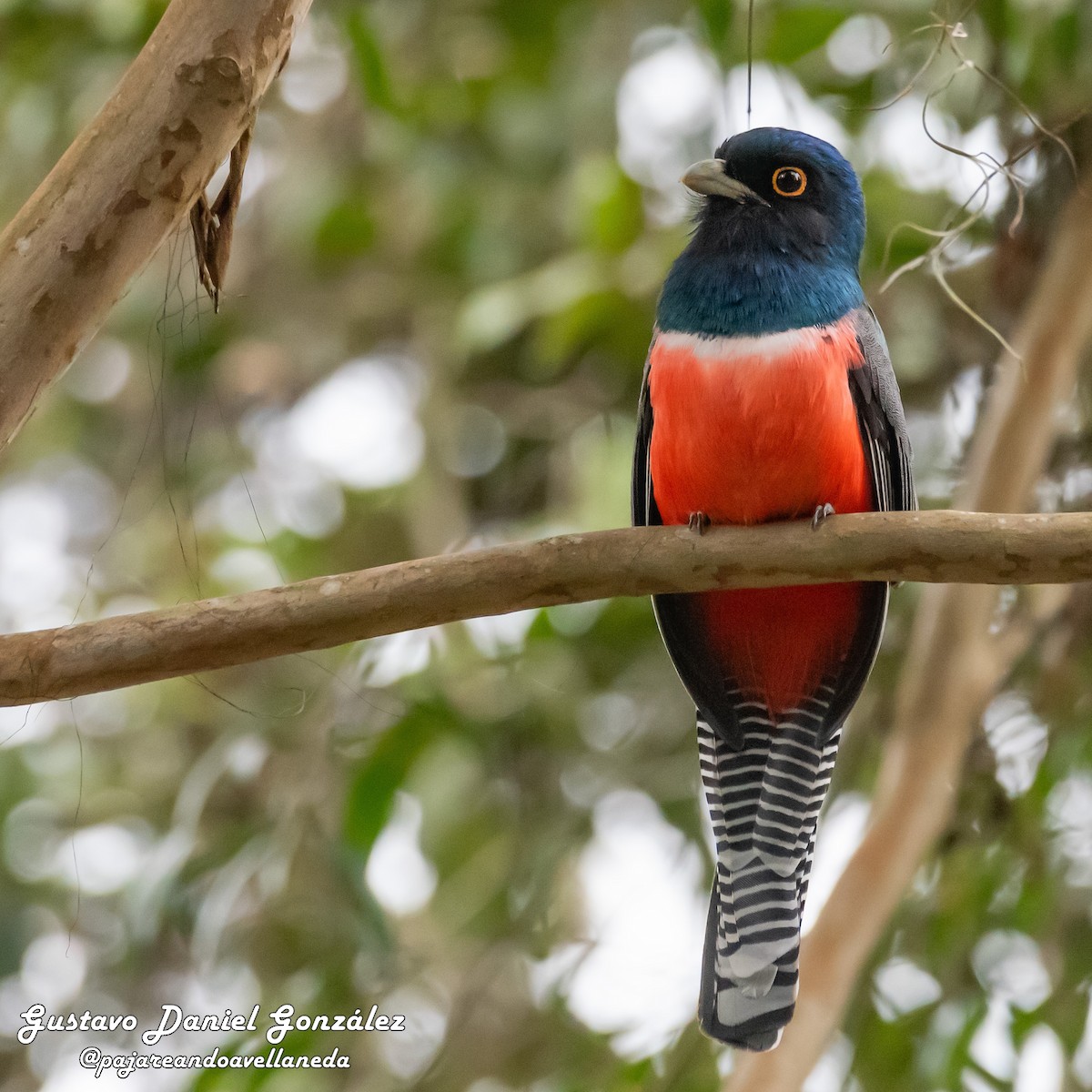 Blue-crowned Trogon - ML642208411