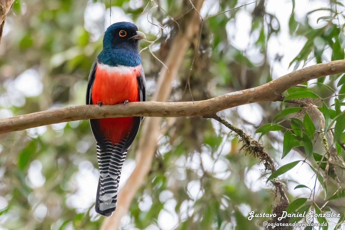 Blue-crowned Trogon - ML642208412