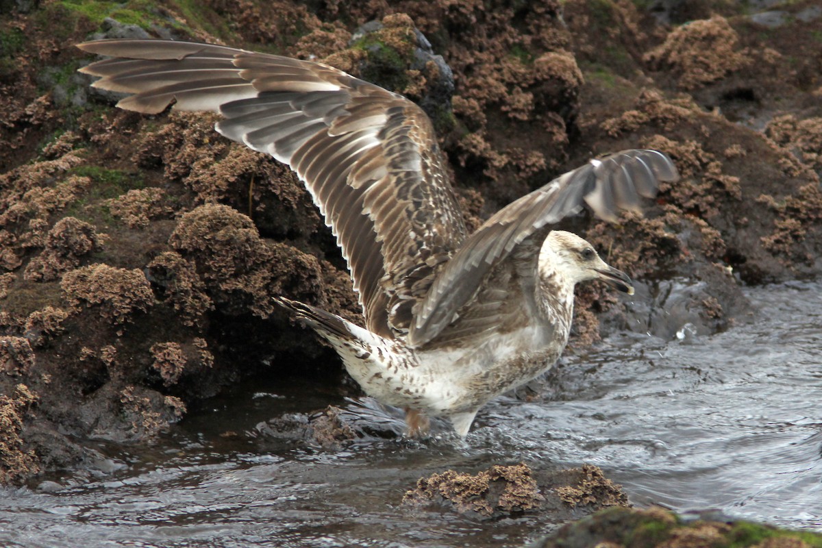 Yellow-legged Gull (atlantis) - ML642208413