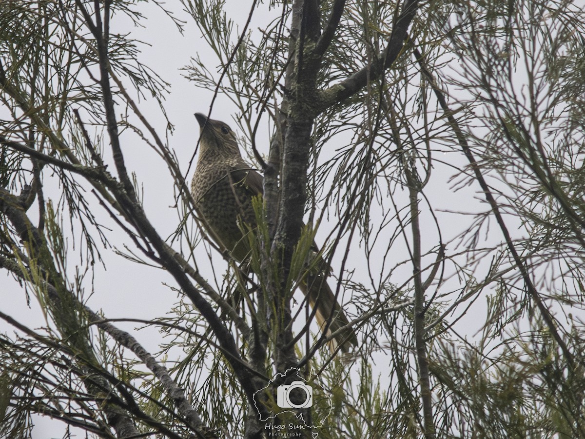 Satin Bowerbird - ML642208441