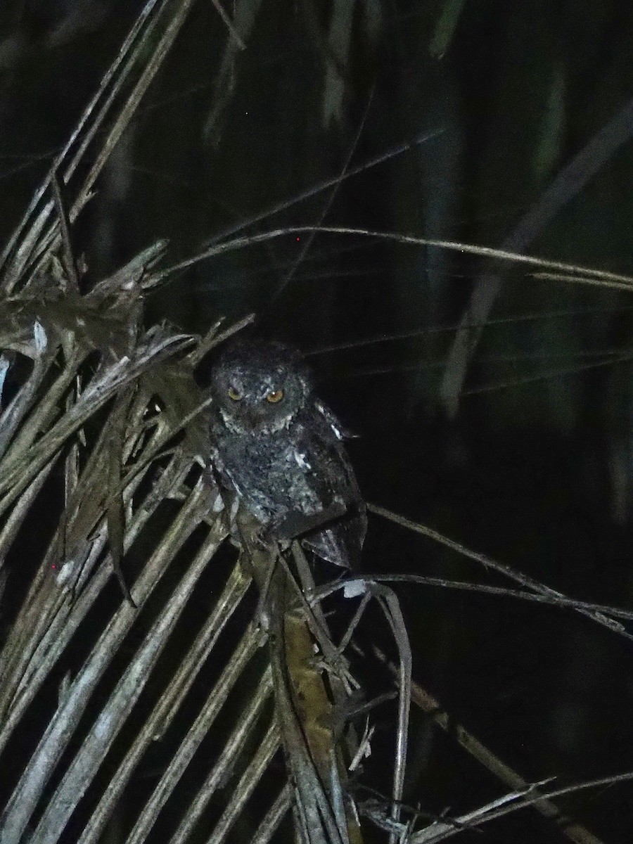 Sulawesi Scops-Owl - ML642208448
