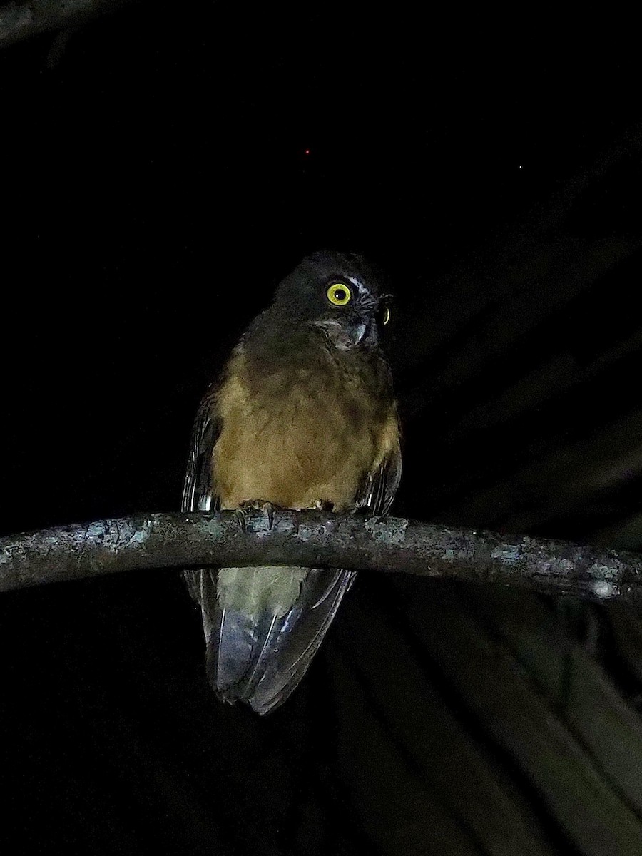 Ochre-bellied Boobook - ML642208455