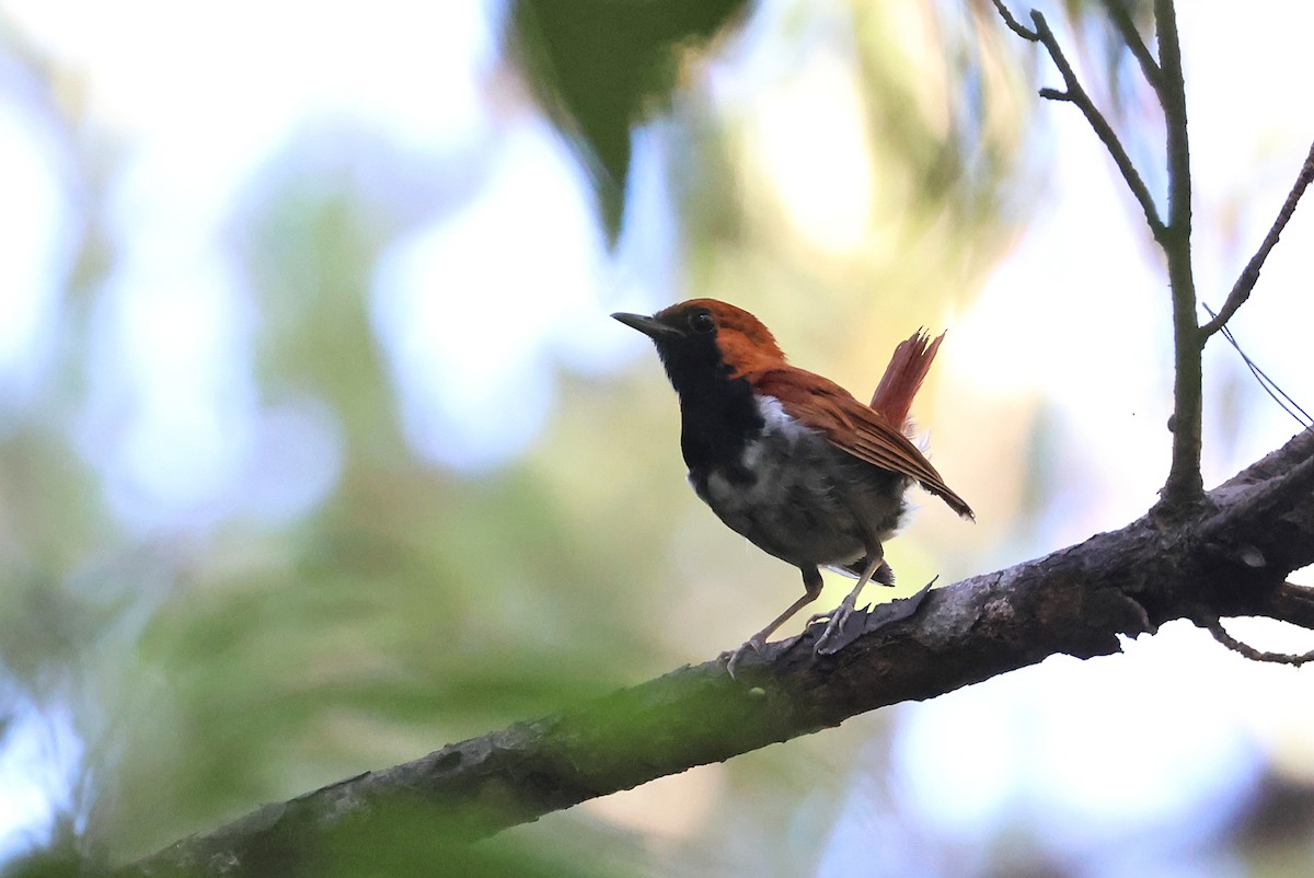 Okinawa Robin - ML642208482