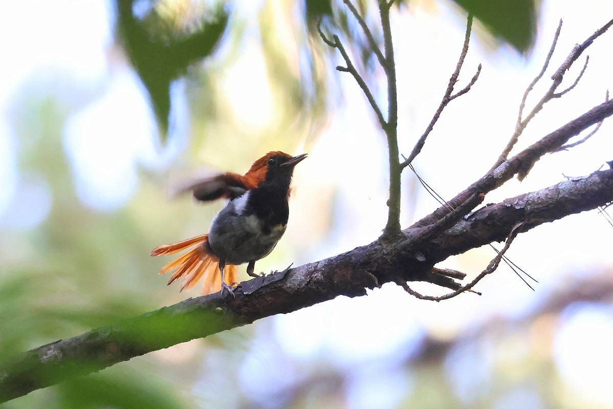Okinawa Robin - ML642208483