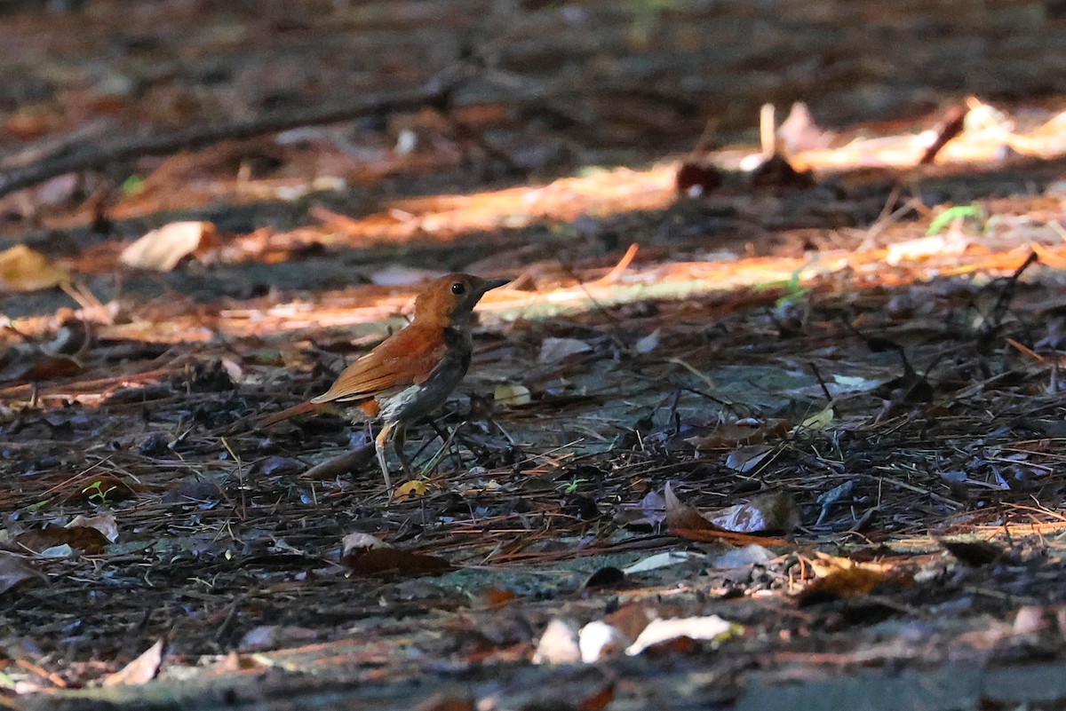 Okinawa Robin - ML642208484